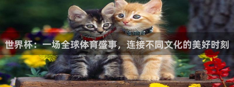 2026世界杯预选赛:世界杯:一场全球体育盛事,连接不同文化的美好时刻